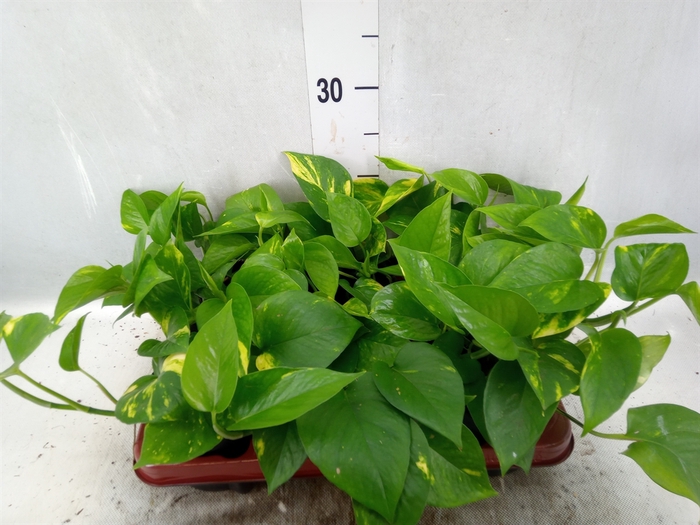 <h4>Epipremnum pinn. 'Aureum'</h4>