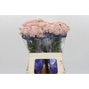 Ozothamnus Cooks Pink