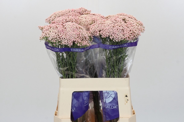 <h4>Ozothamnus Cooks Pink</h4>