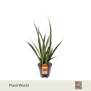 Sansevieria kirkii 'Friends'