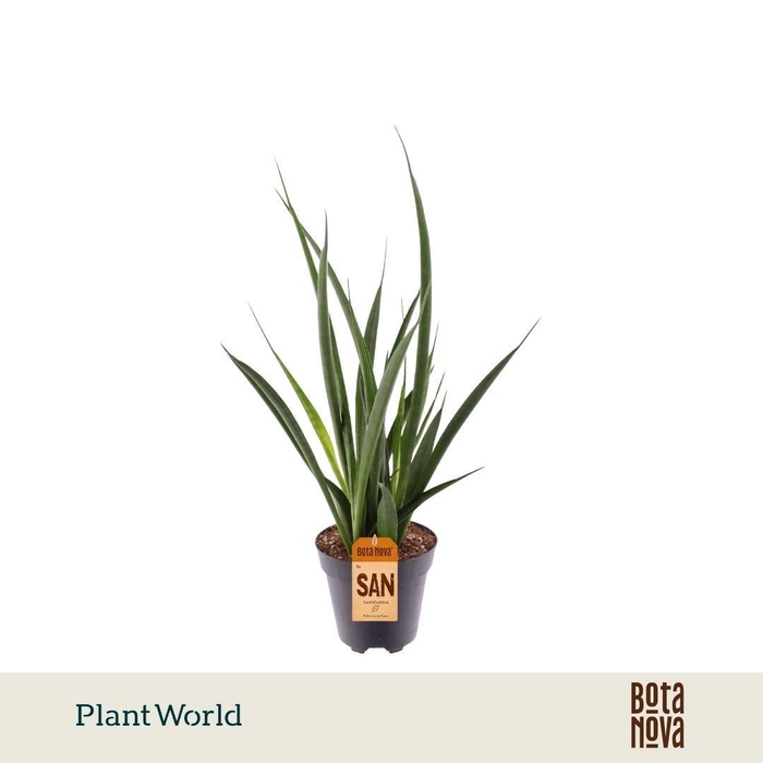 <h4>Sansevieria kirkii 'Friends'</h4>