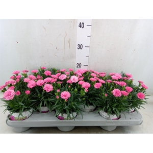 Dianthus  'I Love U'