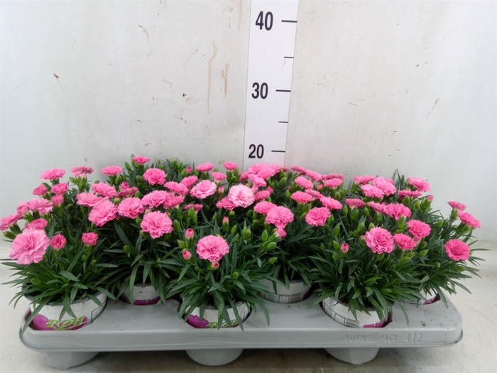 <h4>Dianthus  'I Love U'</h4>