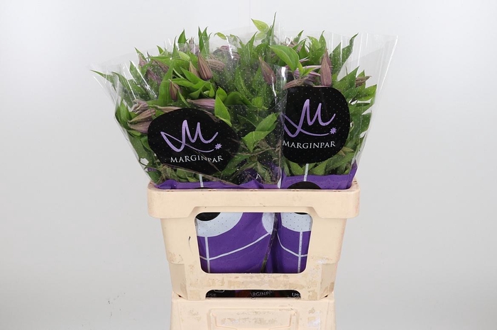 <h4>Clem Amazing London</h4>