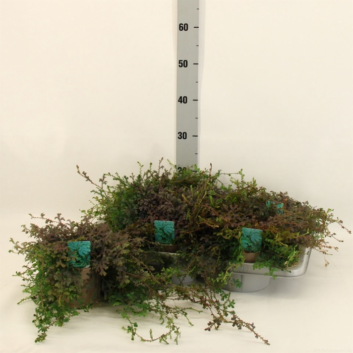 <h4>Selaginella uncinata 'Peacock'</h4>