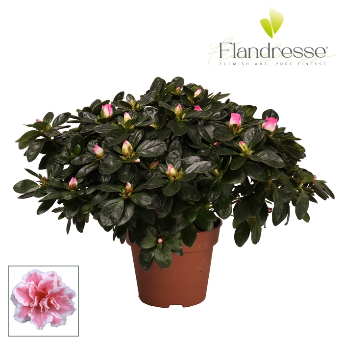 <h4>Azalea Flandresse® 'bont' 37 - 40 cm</h4>