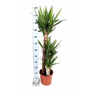 YUCCA