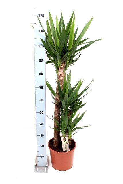 <h4>YUCCA</h4>