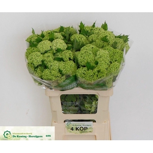 Viburnum roseum
