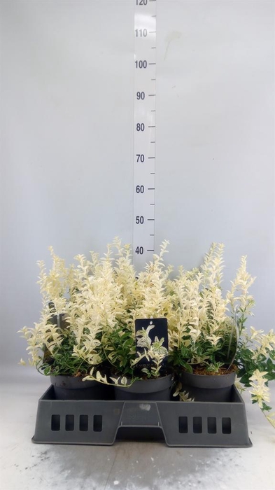 <h4>Euonymus fortunei 'Harlequin'</h4>
