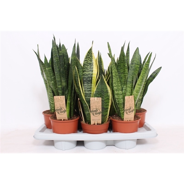 <h4>Sansevieria mix</h4>