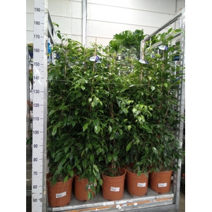Ficus benja. 'Exotica'