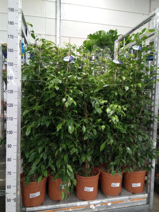 <h4>Ficus benja. 'Exotica'</h4>