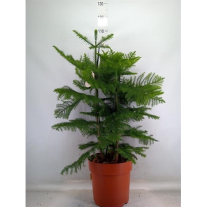 Araucaria heterophylla