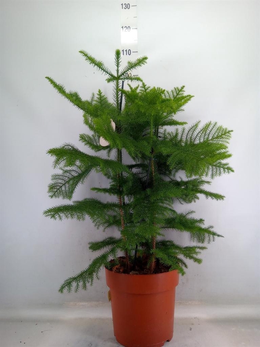 <h4>Araucaria heterophylla</h4>