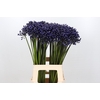 Agapanthus Intermedius