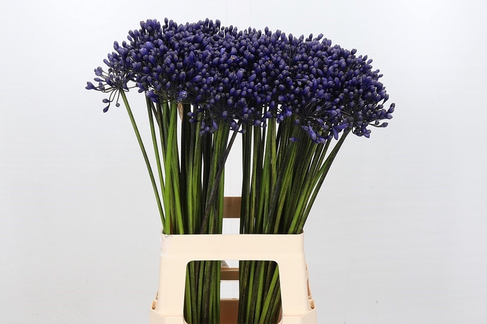 <h4>Agapanthus Intermedius</h4>