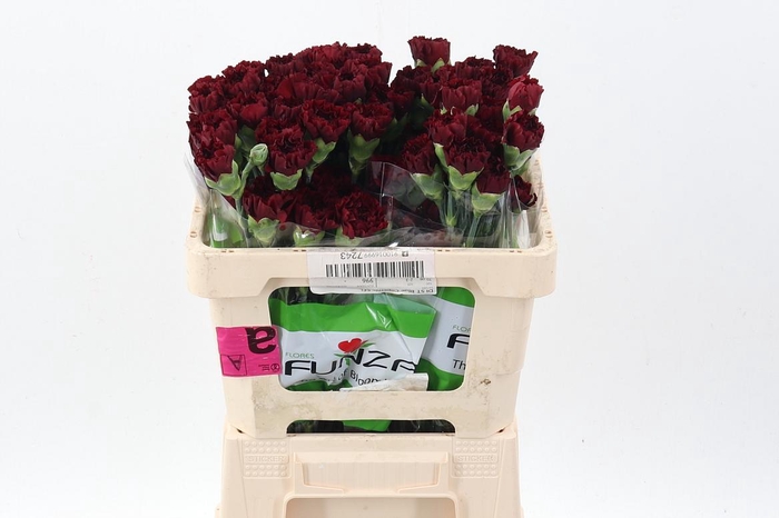 <h4>Di St Zurigo 50cm</h4>