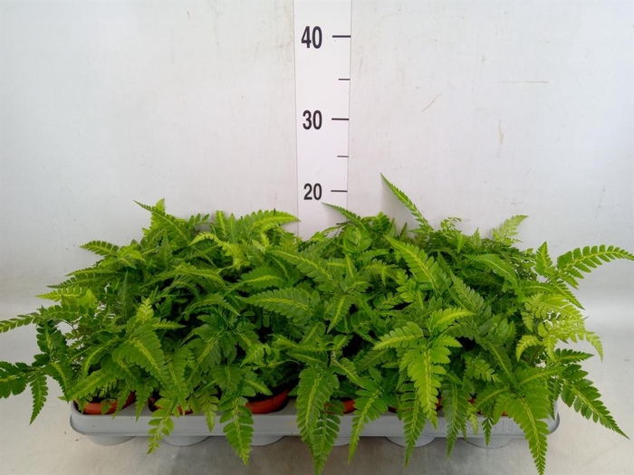 <h4>Athyrium   ...</h4>