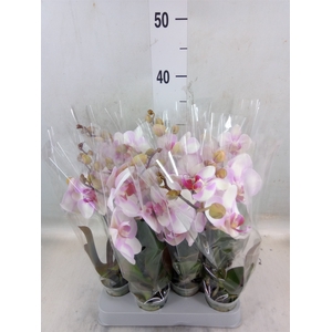 Phalaenopsis   ...rose