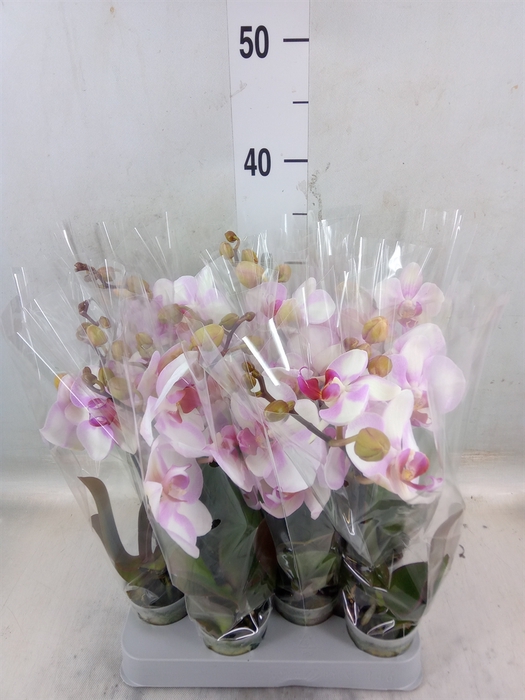 <h4>Phalaenopsis   ...rose</h4>