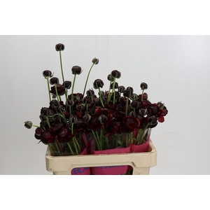 Ranunculus Romance Perigord
