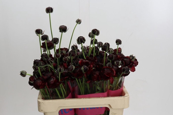 <h4>Ranunculus Romance Perigord</h4>