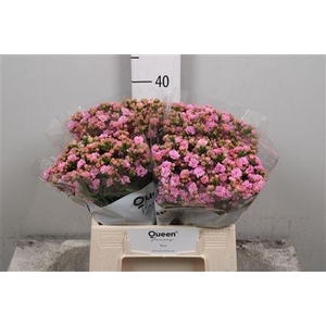 Kal Taffy Pin Meadow