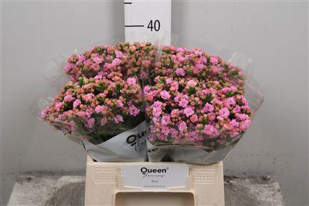 <h4>Kal Taffy Pin Meadow</h4>