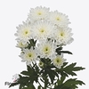 Chrys sp altaj