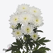 Chrys sp altaj
