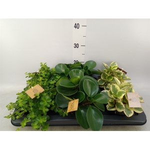 Peperomia   ...mix
