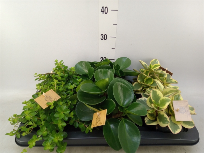 <h4>Peperomia   ...mix</h4>