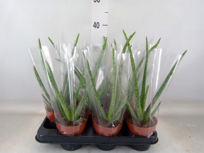 <h4>Aloe vera</h4>