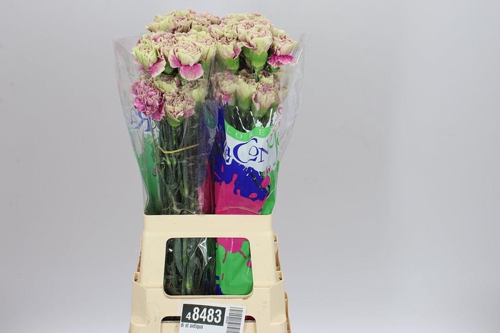 <h4>Di St Antiqua</h4>