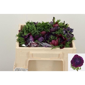 ANEM CO CARILL BLACK