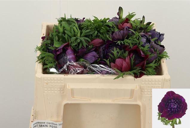 <h4>ANEM CO CARILL BLACK</h4>