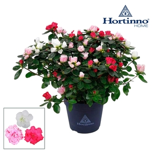Hortinno® Home Multicolor 'Classic Collection' 25 - 27 cm