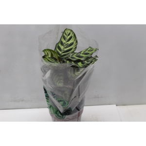 CALATHEA MAKOYAMA P17