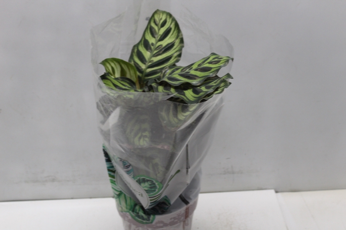 <h4>CALATHEA MAKOYAMA P17</h4>