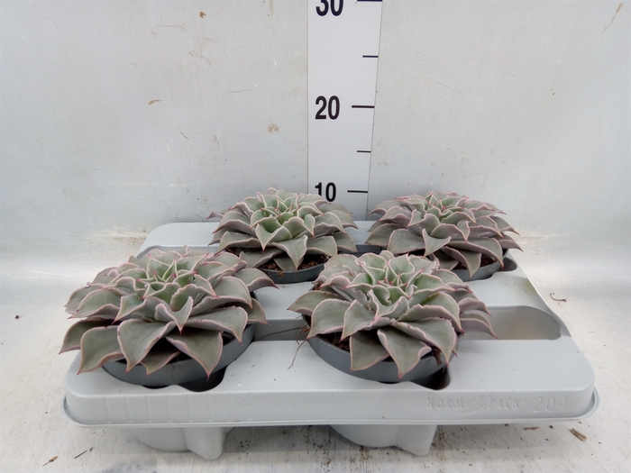 <h4>Echeveria   ...</h4>