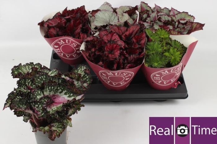 <h4>BEG BEL GEM</h4>