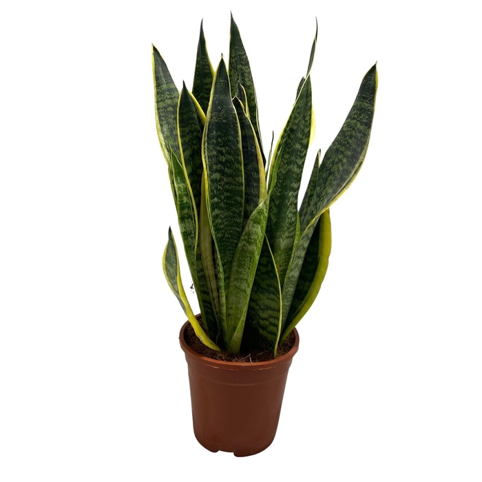 <h4>Sansevieria Futura Superba</h4>