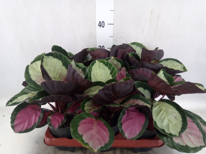 Calathea roseopicta 'Rosy'