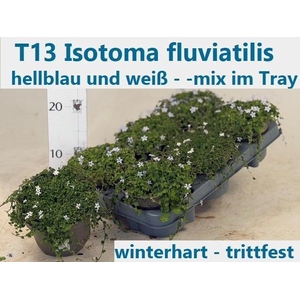!! PROMO !! ISOTOMA FLUVIATILIS P13