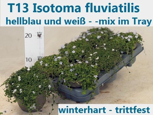 <h4>!! PROMO !! ISOTOMA FLUVIATILIS P13</h4>