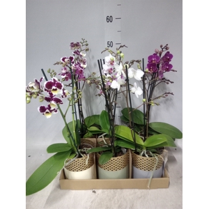 Phalaenopsis multi.   ...mix  6