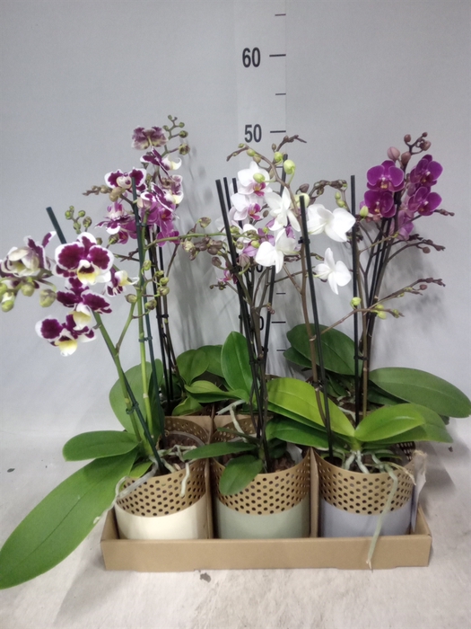 <h4>Phalaenopsis multi.   ...mix  6</h4>