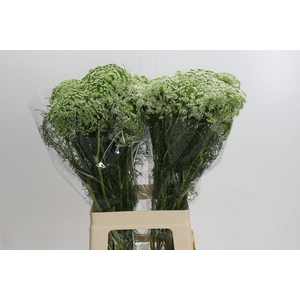 Ammi Visnaga Casablanca