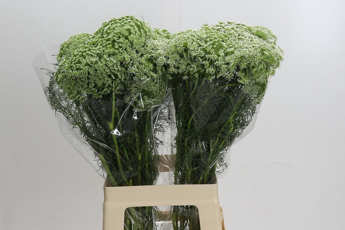 <h4>Ammi Visnaga Casablanca</h4>